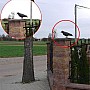 Ворон для відлякування птахів